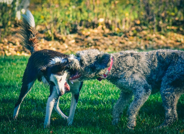 Biting Dogs Ear